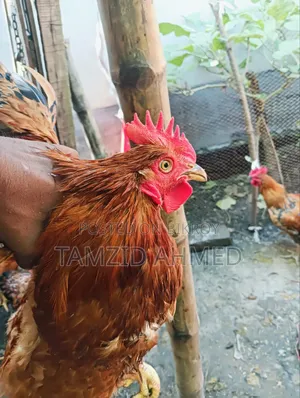 Healthy and large size rooster for sale