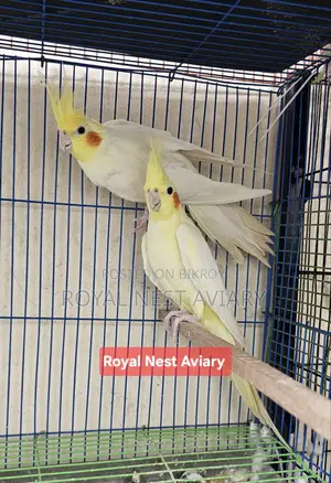 Lutino Cockatiel