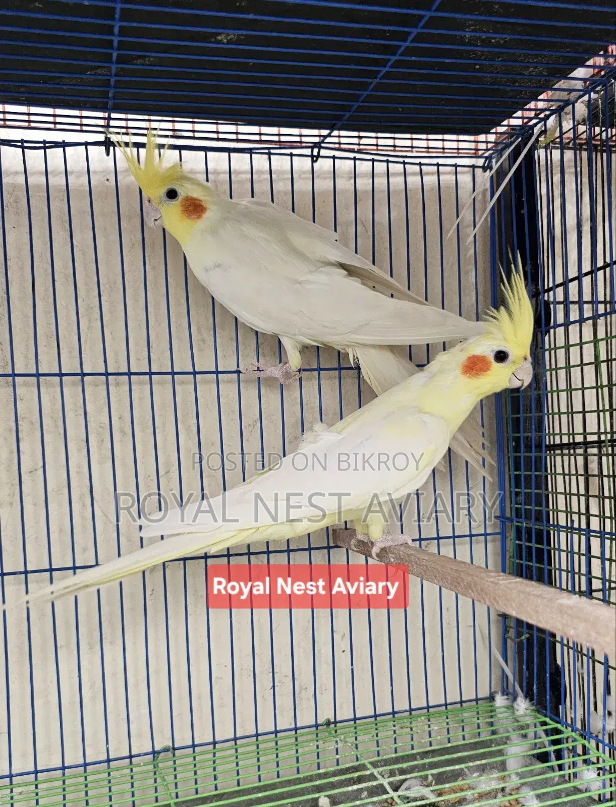 Lutino Cockatiel