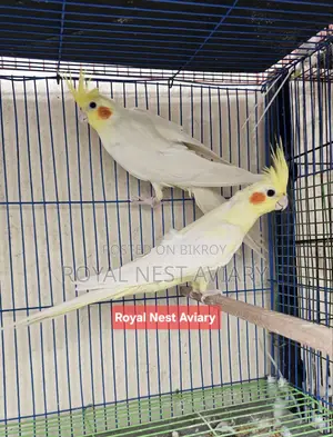 Lutino Cockatiel