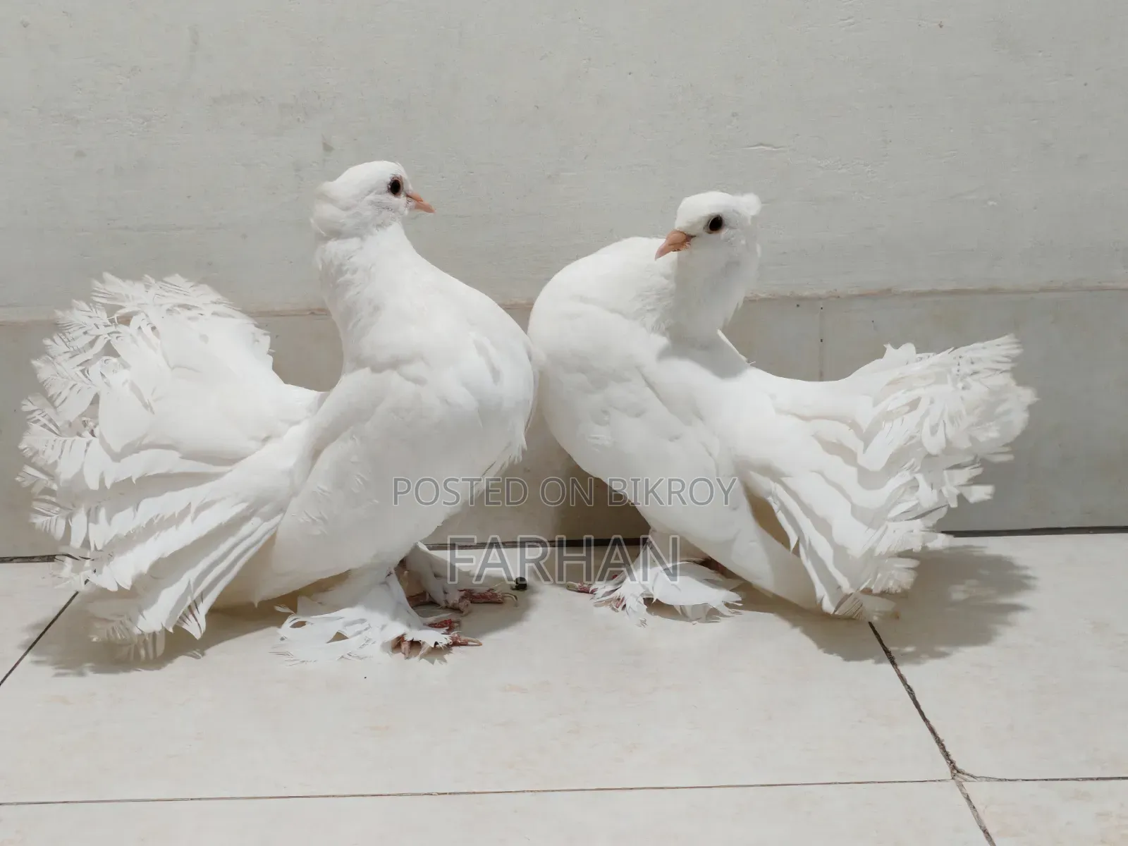 Lokha Pair