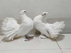 Lokha Pair