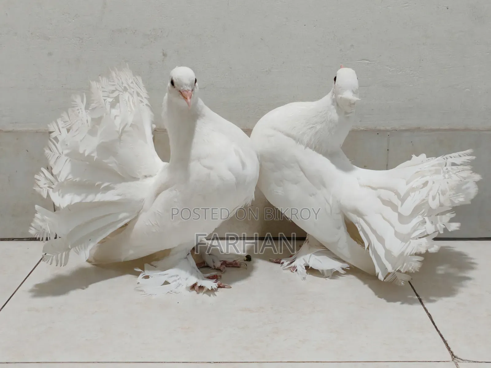 Lokha Pair
