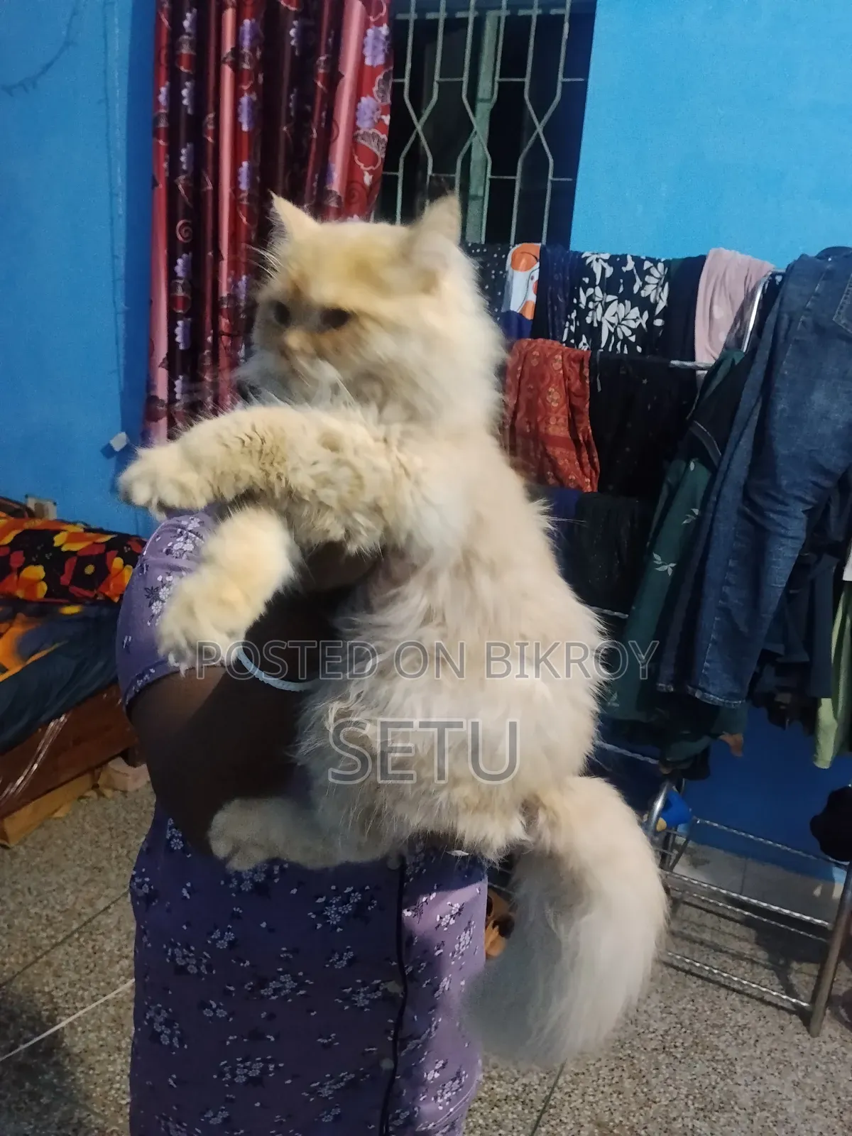 6-12 Months Male Purebred Persian Cat