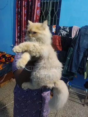 6-12 Months Male Purebred Persian Cat