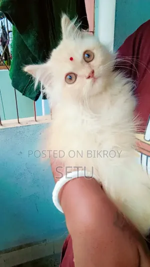 6-12 Months Male Purebred Persian Cat
