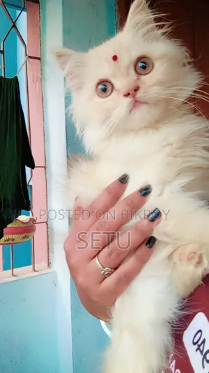 6-12 Months Male Purebred Persian Cat