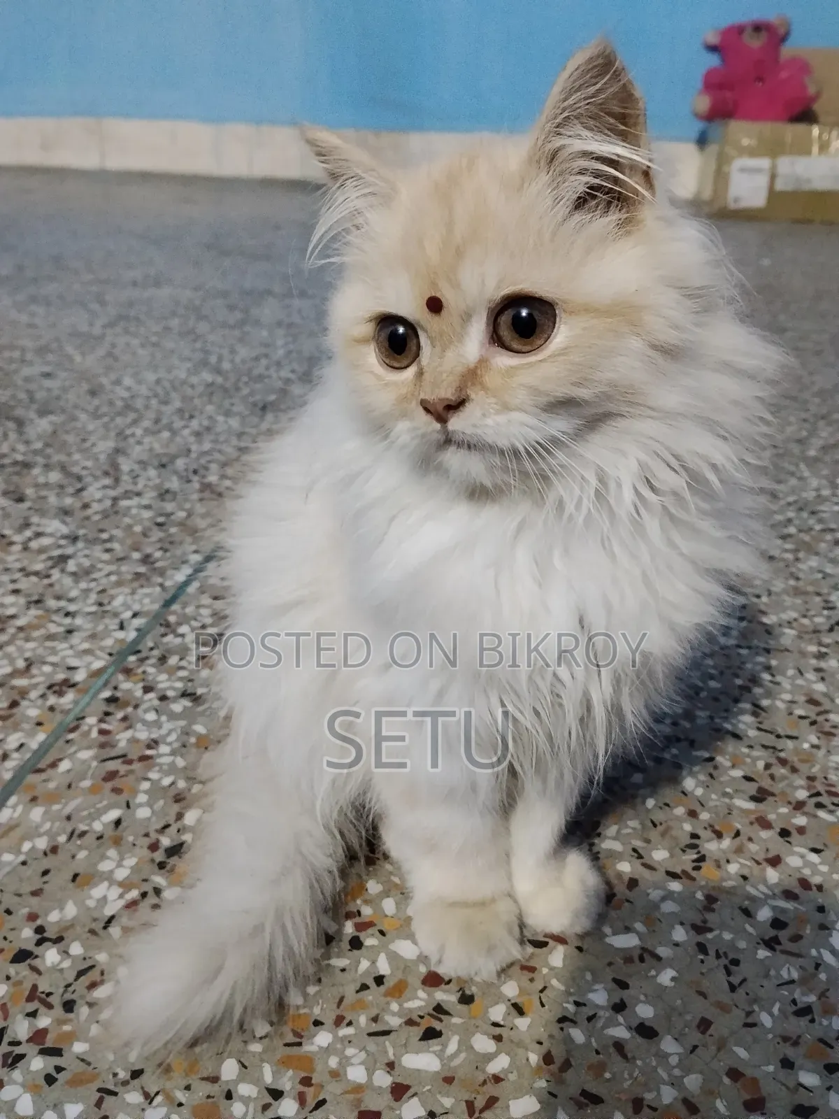 6-12 Months Male Purebred Persian Cat