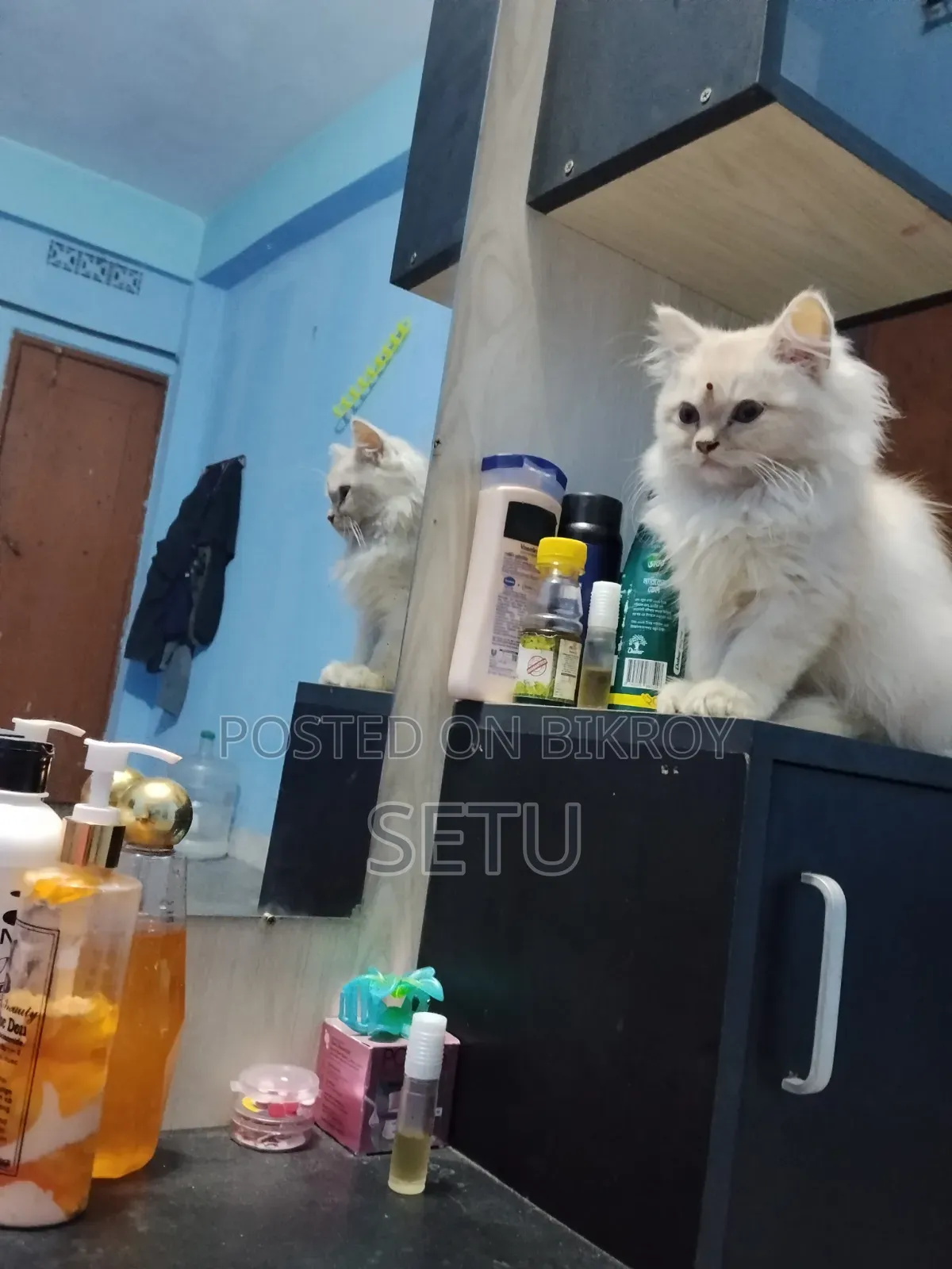 6-12 Months Male Purebred Persian Cat