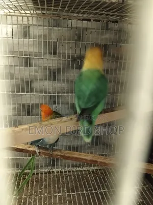 গ্রিন ওপলাইন লাভবার্ড