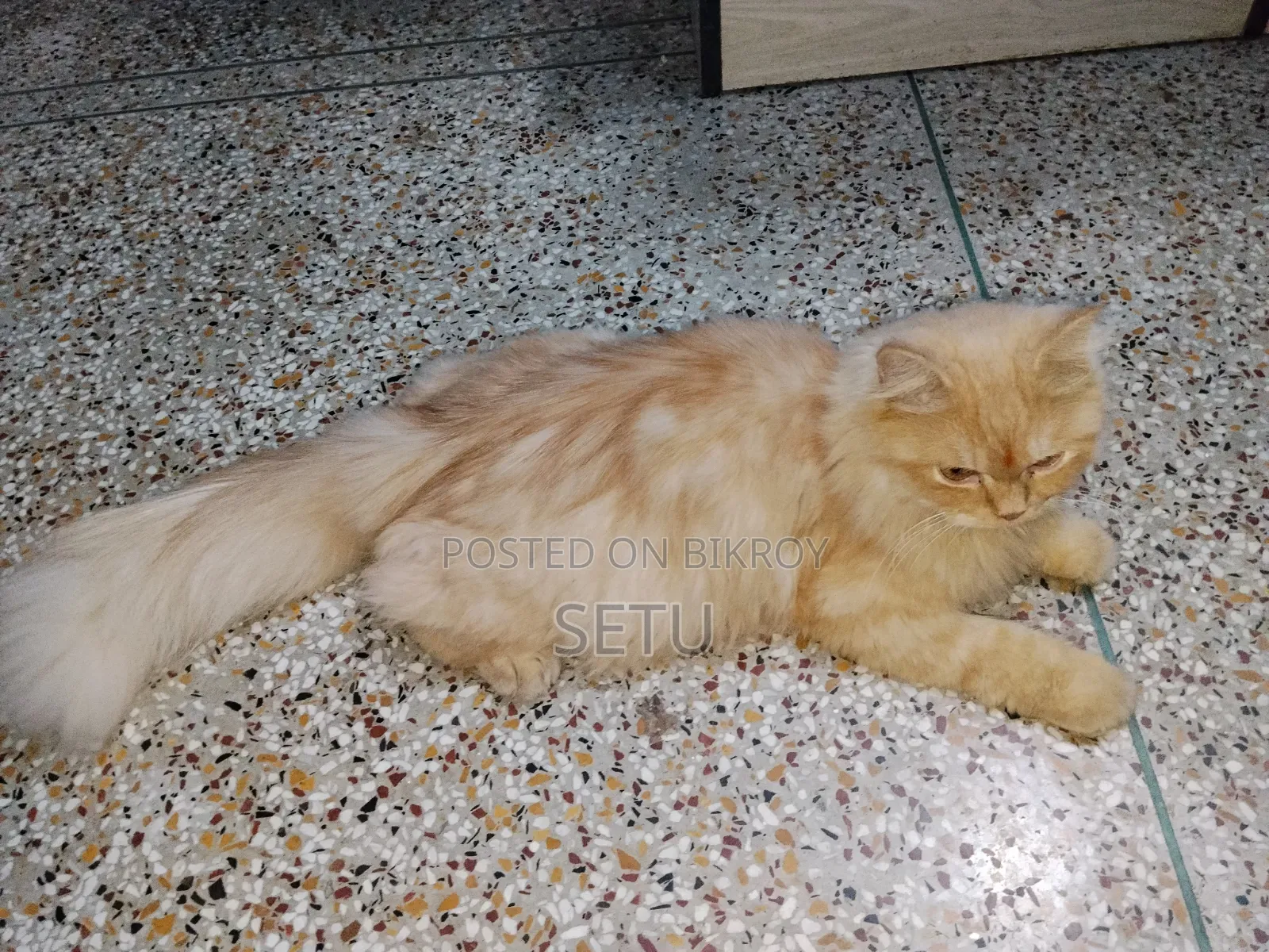 6-12 Months Male Purebred Persian Cat