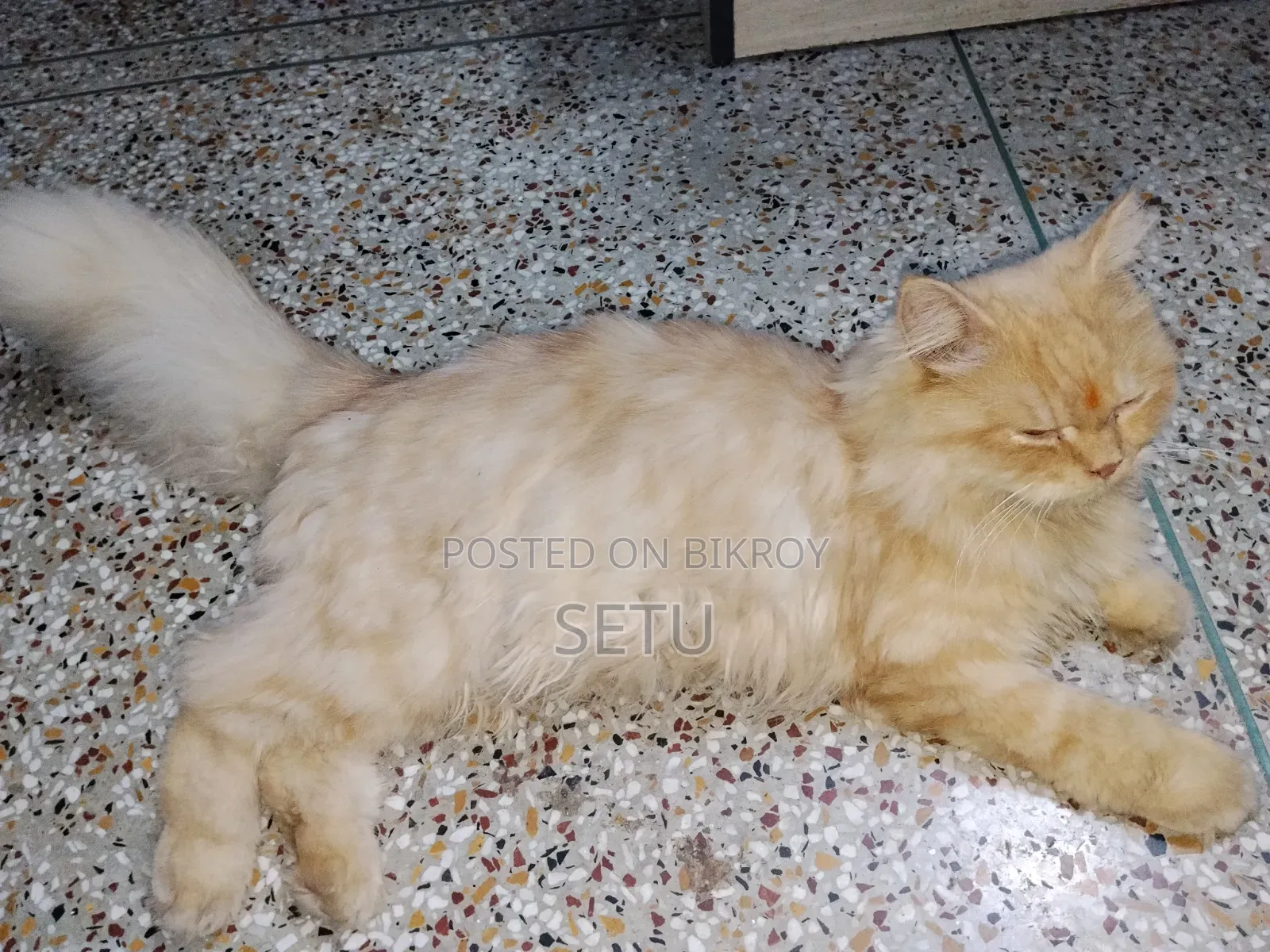 6-12 Months Male Purebred Persian Cat