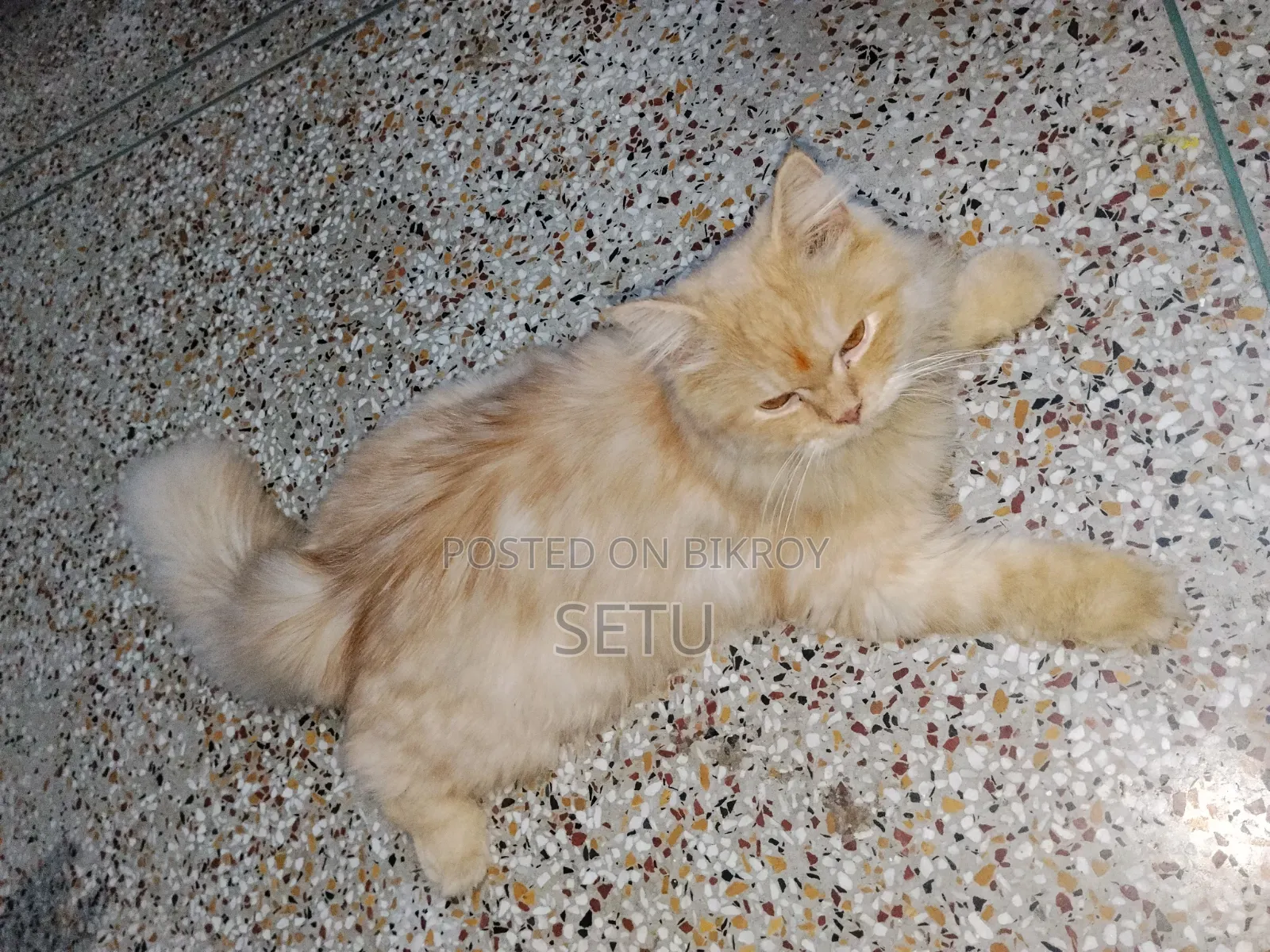 6-12 Months Male Purebred Persian Cat