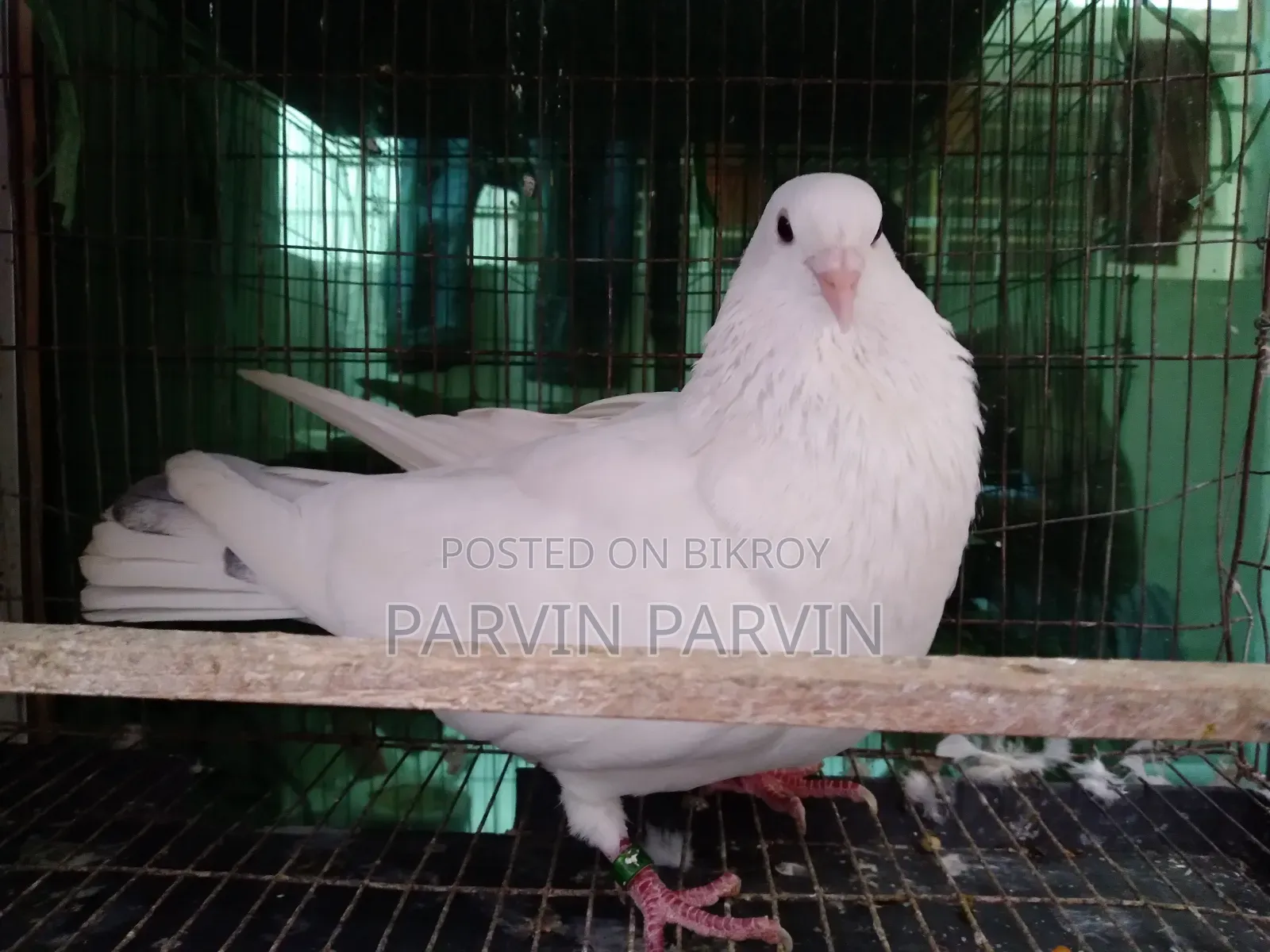 Homa Pigeon