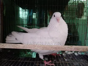 Homa Pigeon