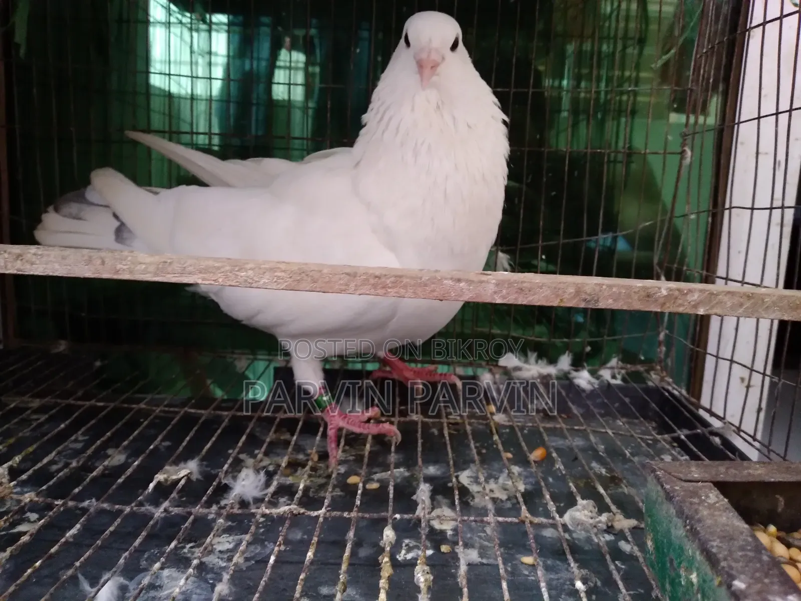 Homa Pigeon
