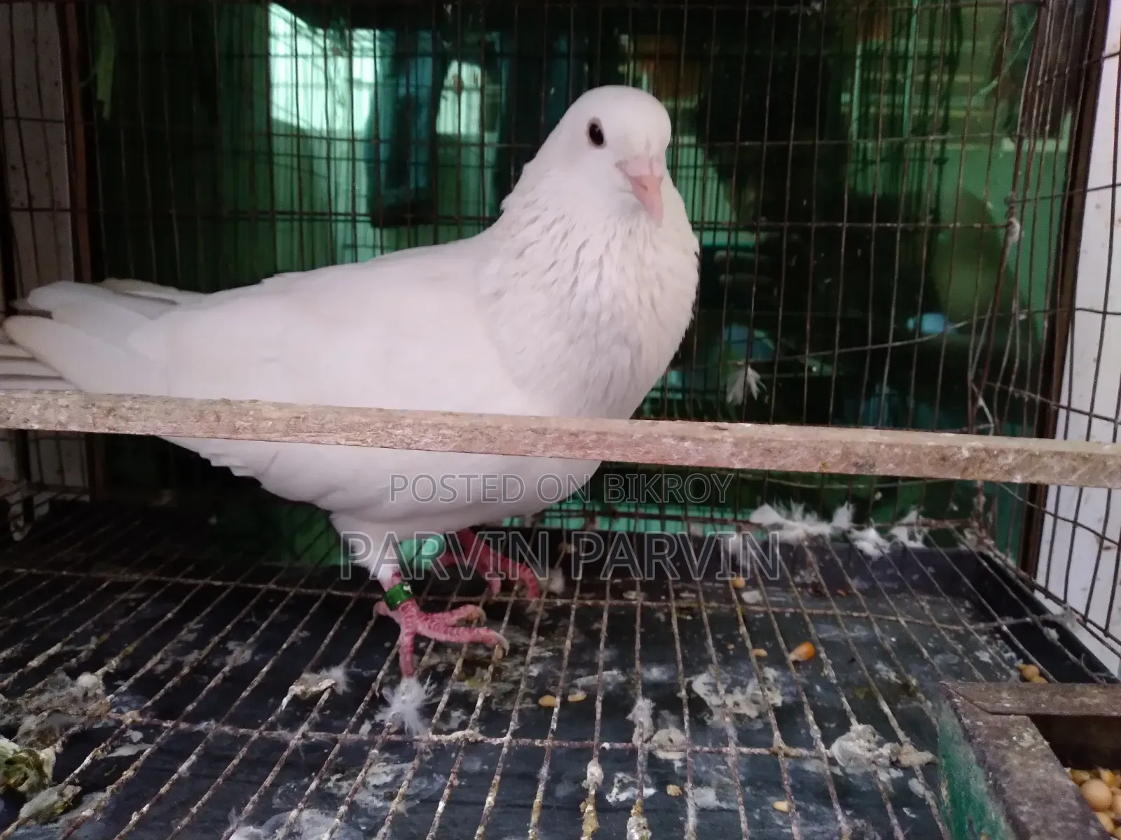 Homa Pigeon