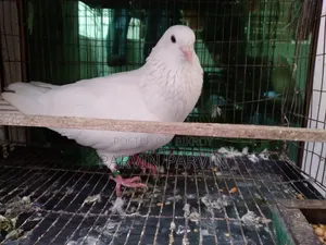 Homa Pigeon
