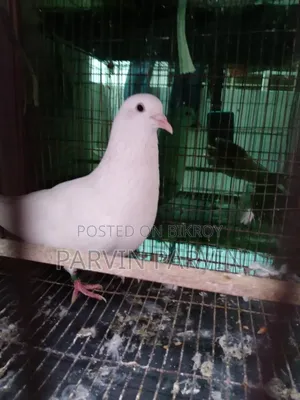 Homa Pigeon