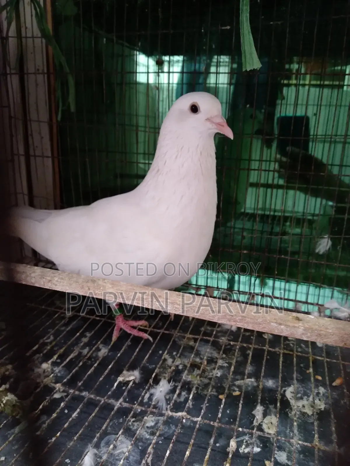 Homa Pigeon