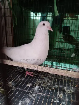 Homa Pigeon
