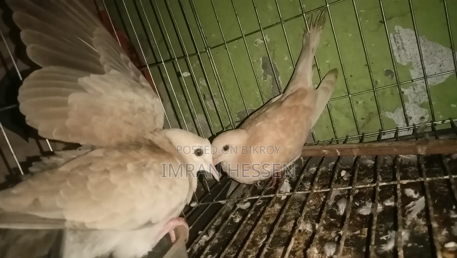 ২ পেয়ার ঘুঘু। সাথে ২ পিস বাচ্চা সহ সেল হবে