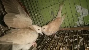 ২ পেয়ার ঘুঘু। সাথে ২ পিস বাচ্চা সহ সেল হবে
