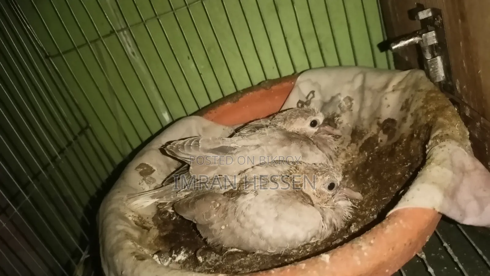 ২ পেয়ার ঘুঘু। সাথে ২ পিস বাচ্চা সহ সেল হবে
