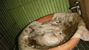 ২ পেয়ার ঘুঘু। সাথে ২ পিস বাচ্চা সহ সেল হবে