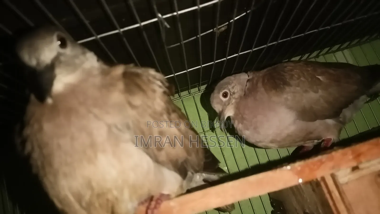 ২ পেয়ার ঘুঘু। সাথে ২ পিস বাচ্চা সহ সেল হবে