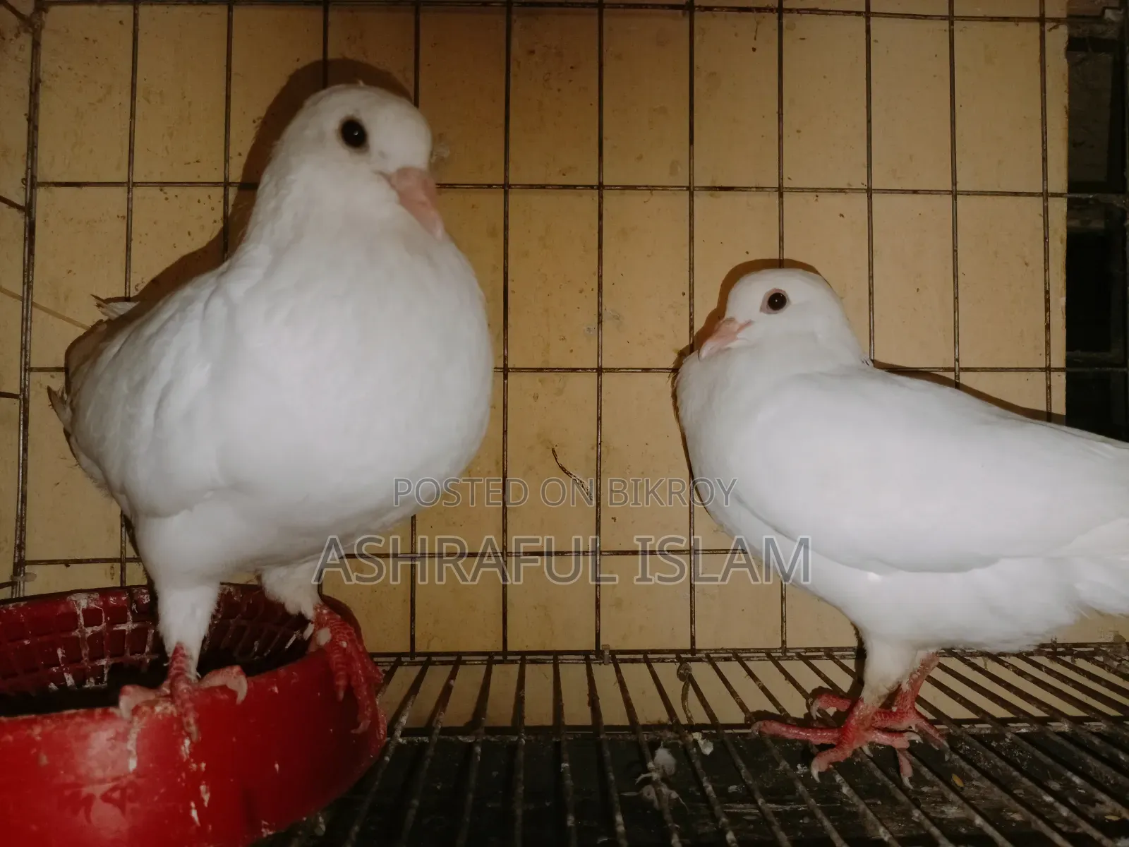 King and Satin Pigeons