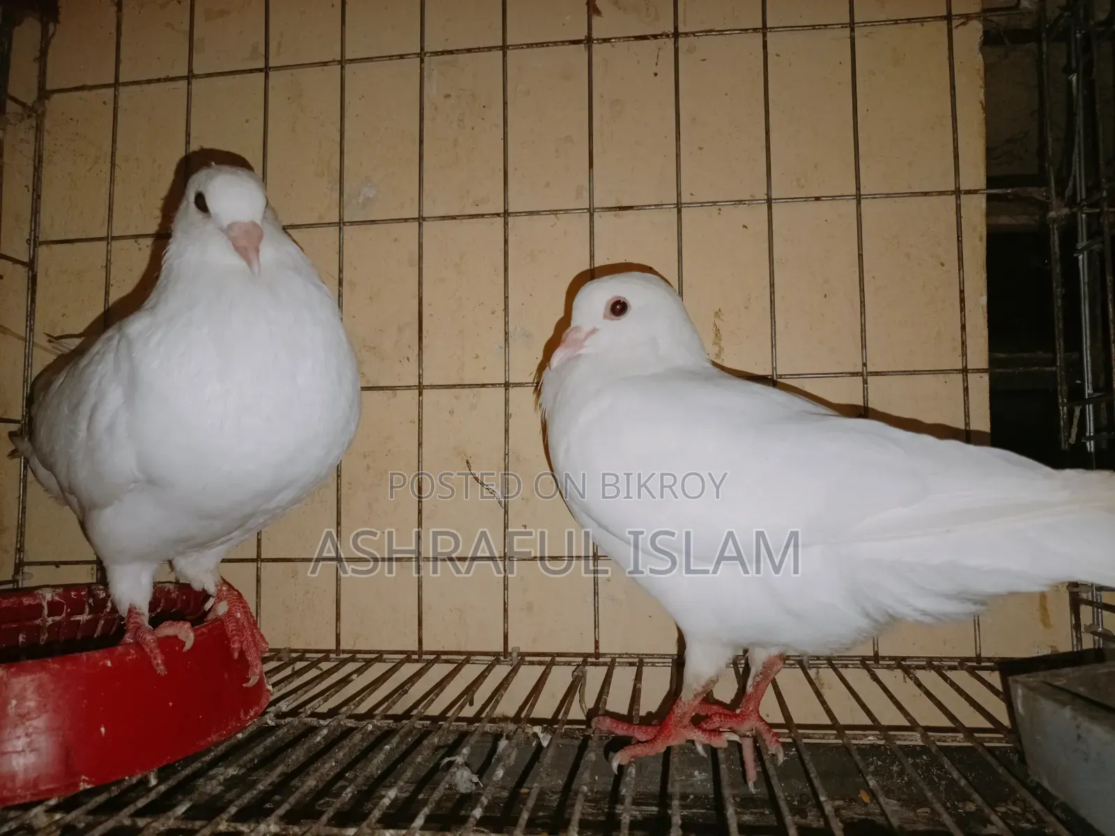 King and Satin Pigeons