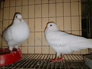 King and Satin Pigeons