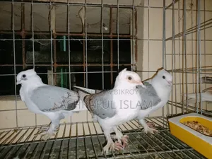 King and Satin Pigeons