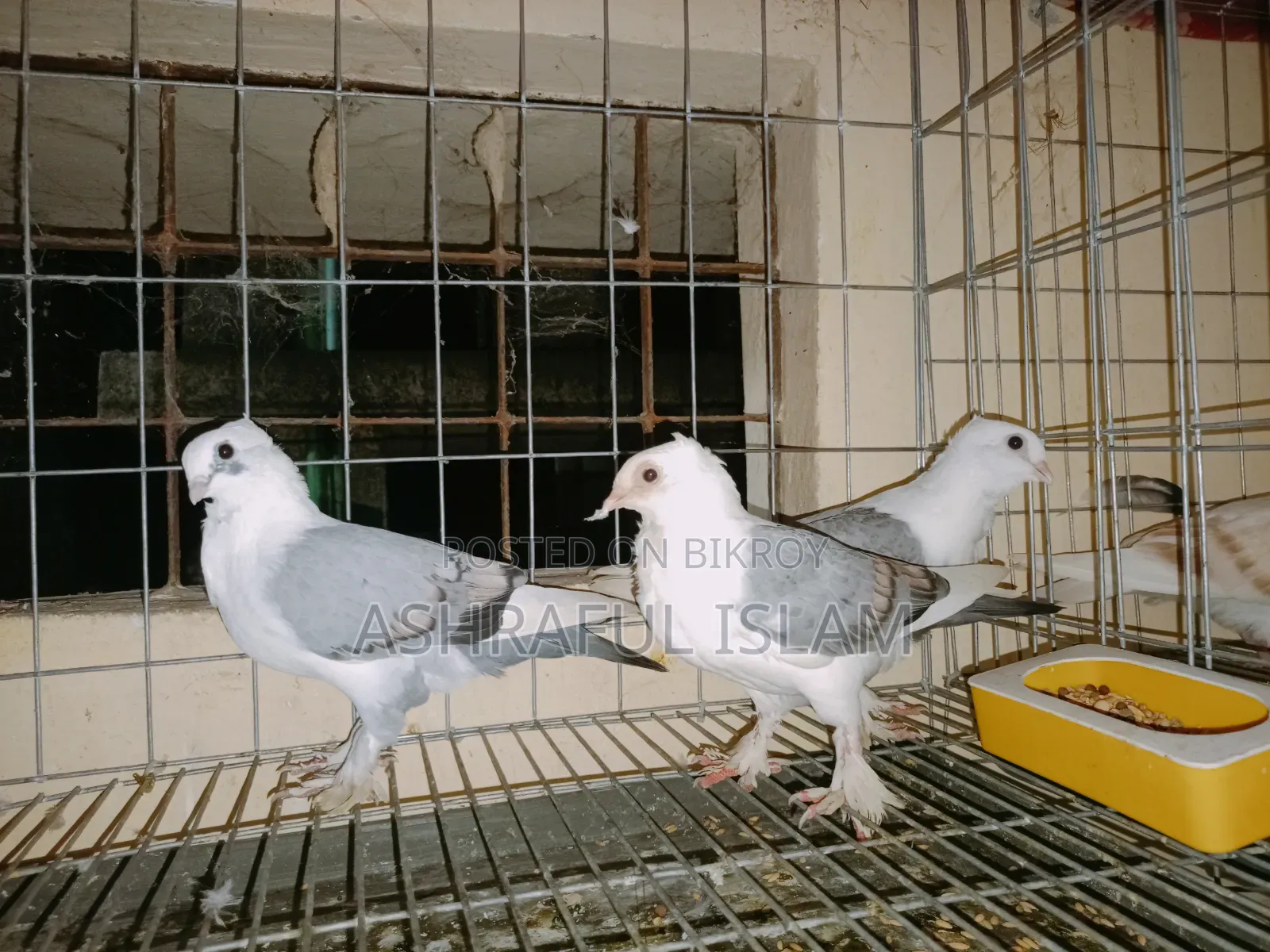King and Satin Pigeons