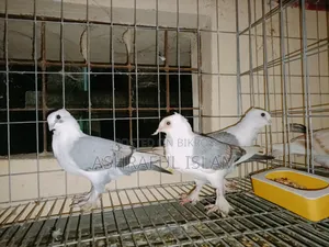 King and Satin Pigeons