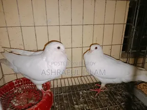 King and Satin Pigeons