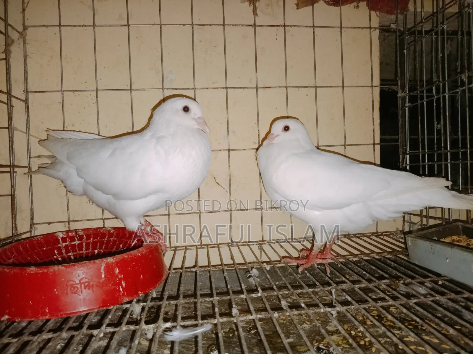 King and Satin Pigeons