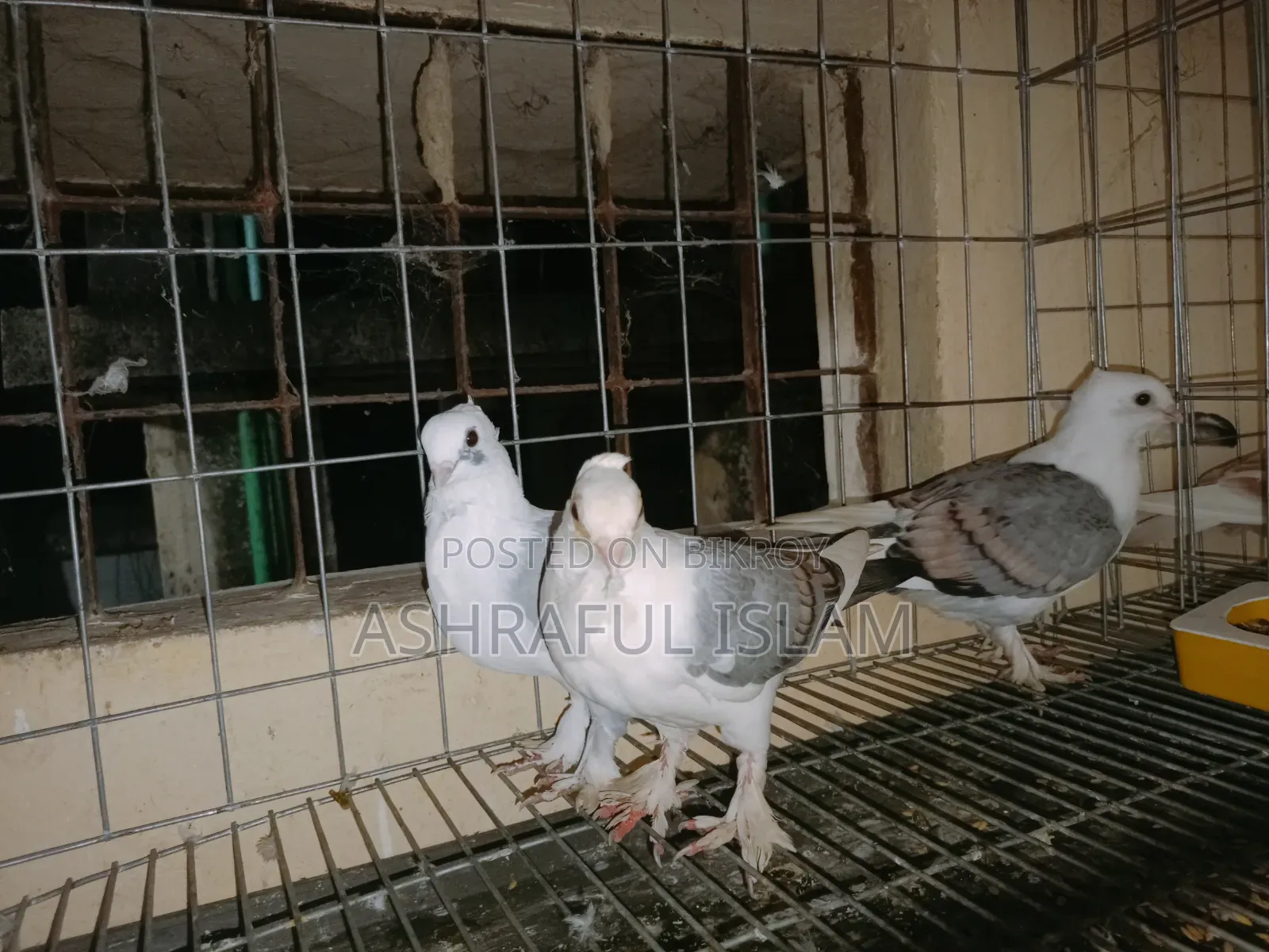 King and Satin Pigeons