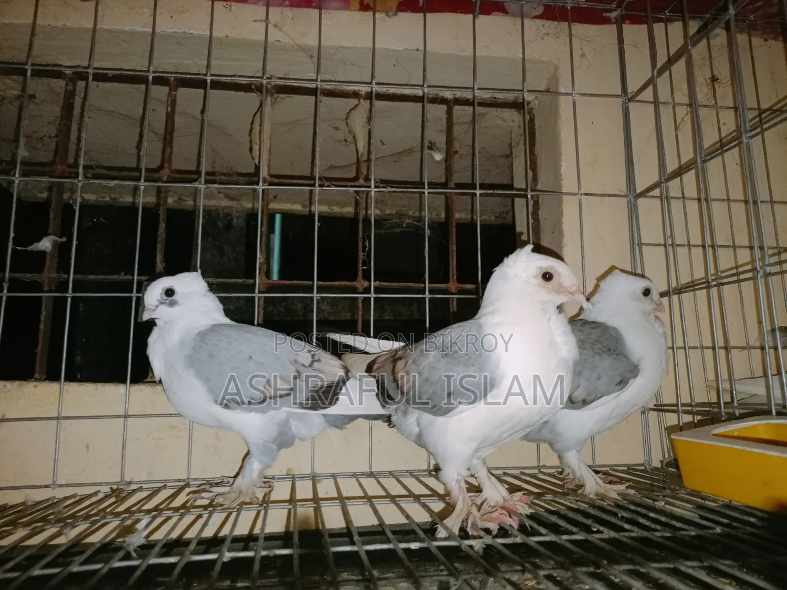 King and Satin Pigeons