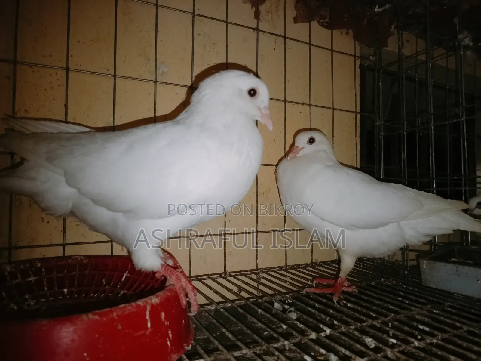 King and Satin Pigeons