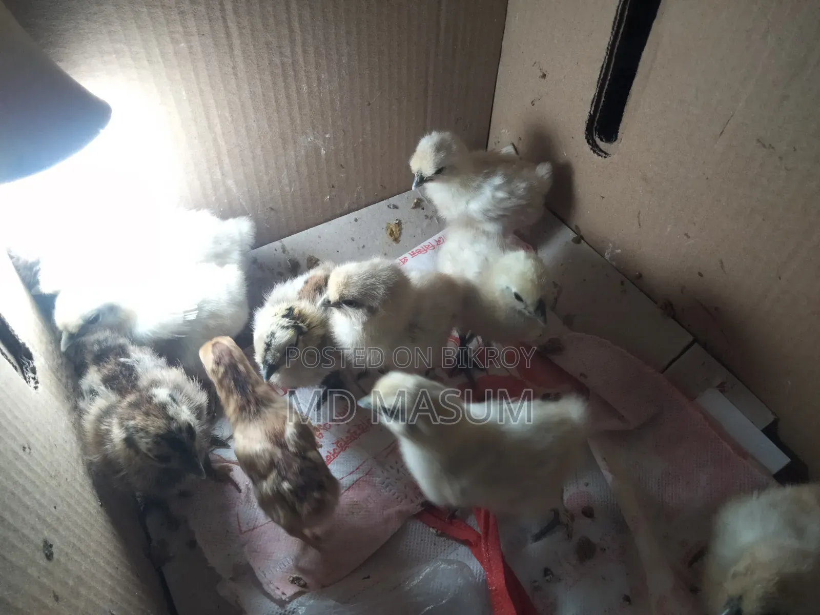 Silkie Chicken Chicks