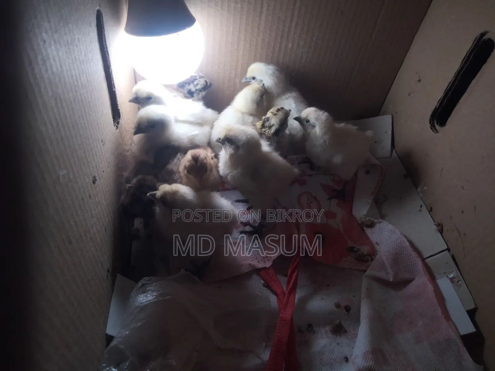 Silkie Chicken Chicks
