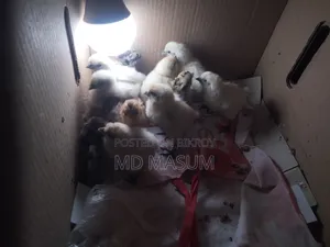 Silkie Chicken Chicks