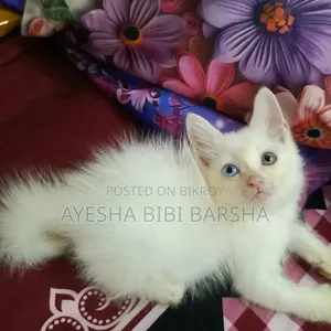 1-3 Months Female Mixed Breed Persian