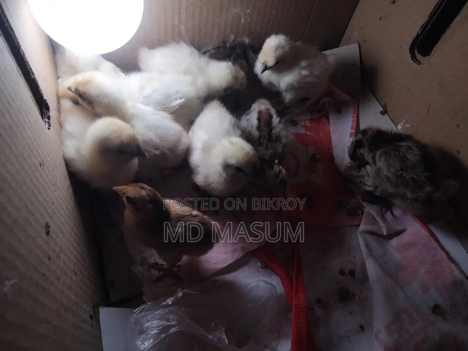 Silkie Chicken Chicks