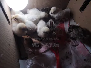 Silkie Chicken Chicks