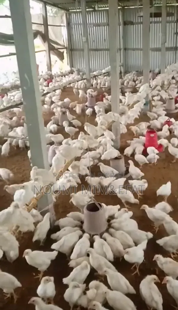 Brown Cock Chicken Chicks 30 Days