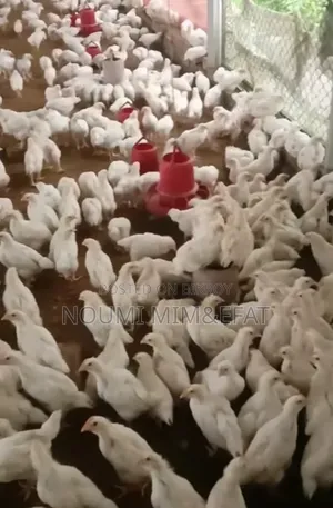 Brown Cock Chicken Chicks 30 Days