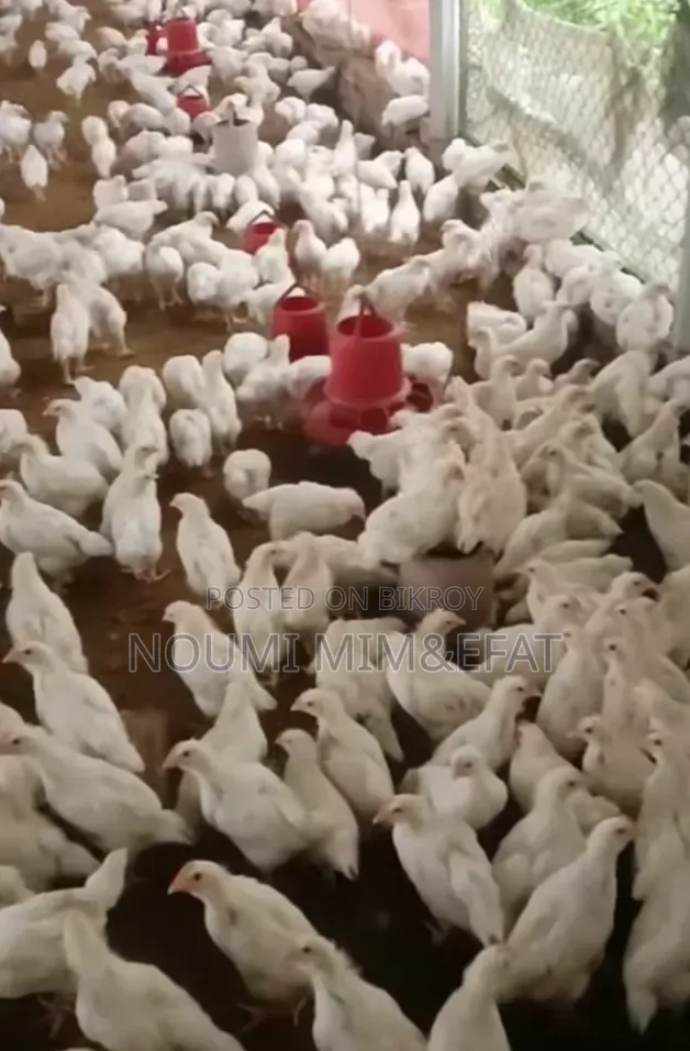 Brown Cock Chicken Chicks 30 Days